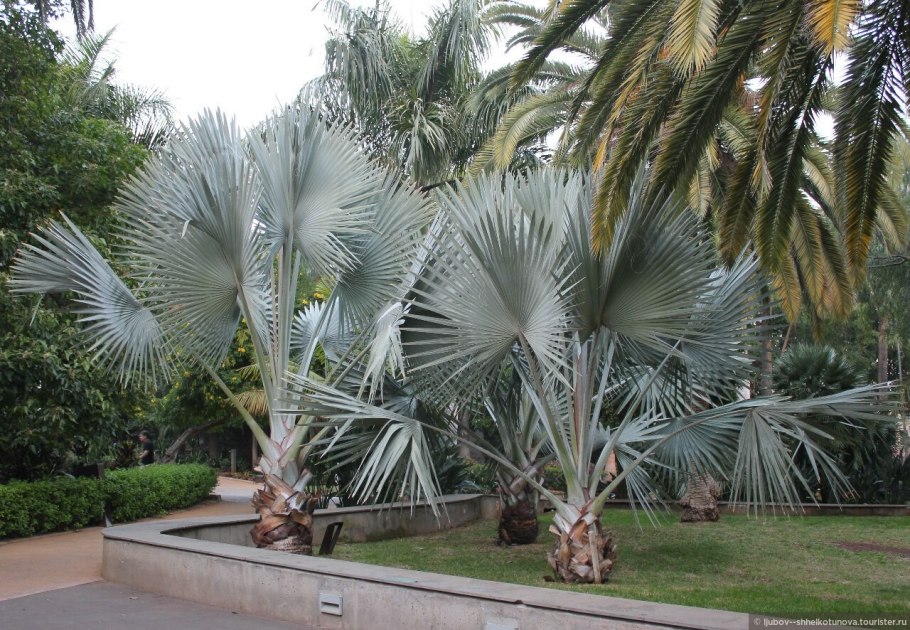 Бисмаркия Пальма плоды