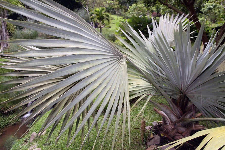 Фото пальмы Бисмаркия на прозрачном фоне