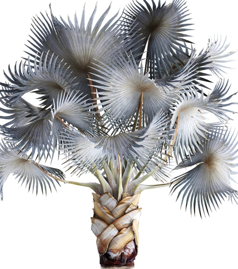 Фенакоспермумами