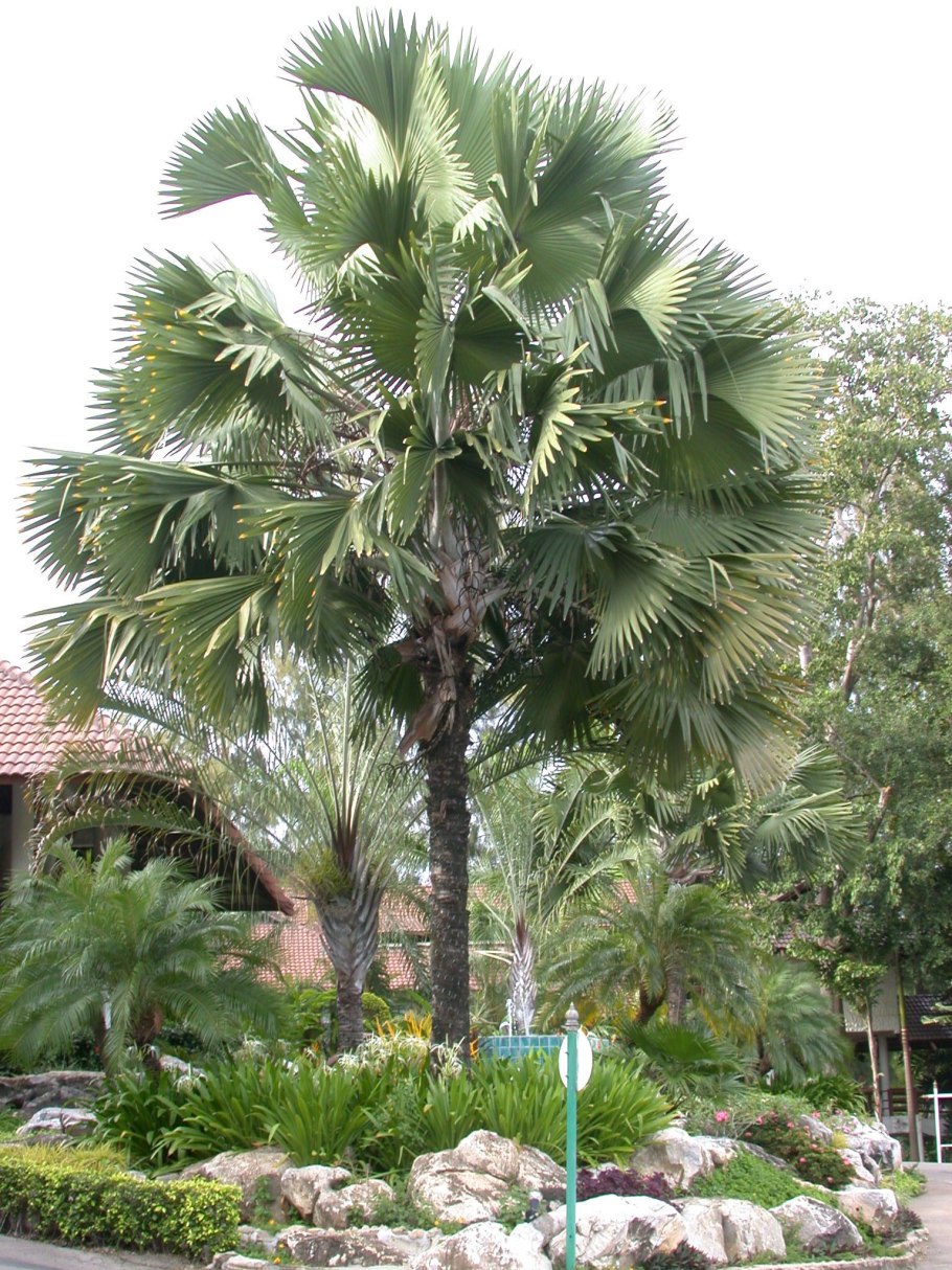 Бисмаркия Пальма