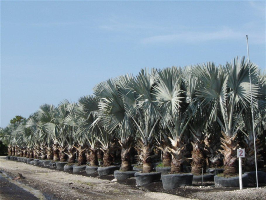 Бисмаркия Пальма