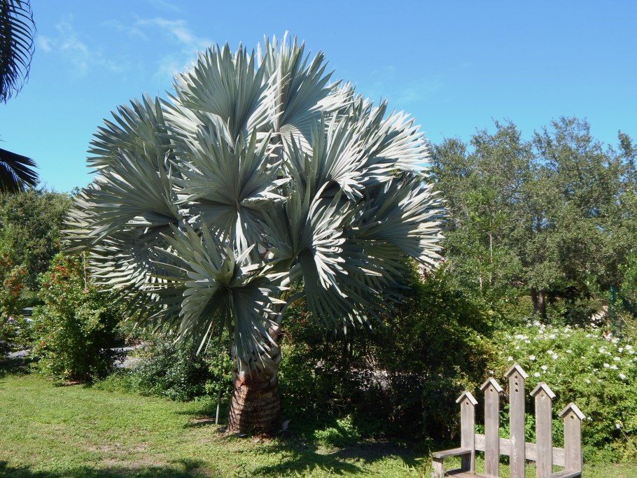 Бисмаркия Пальма