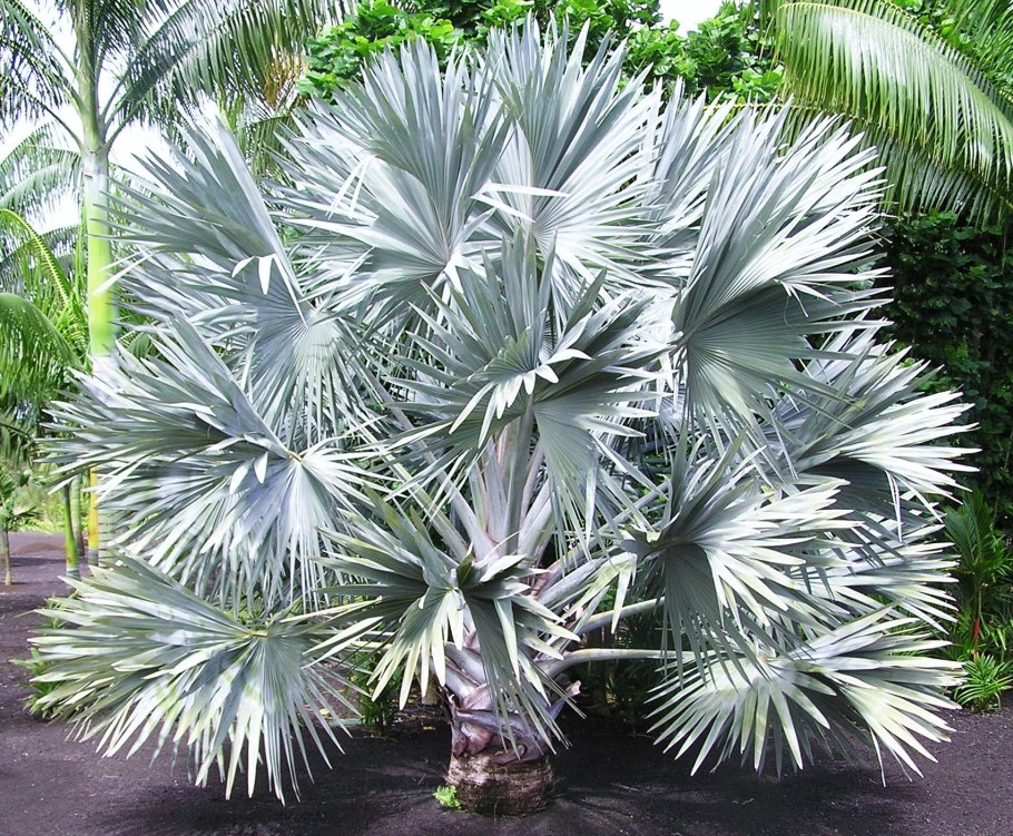 Питомник пальм