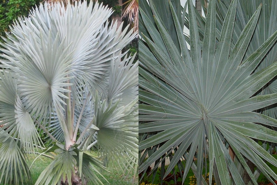 Пальма Бисмарка (Bismarckia Nobilis)