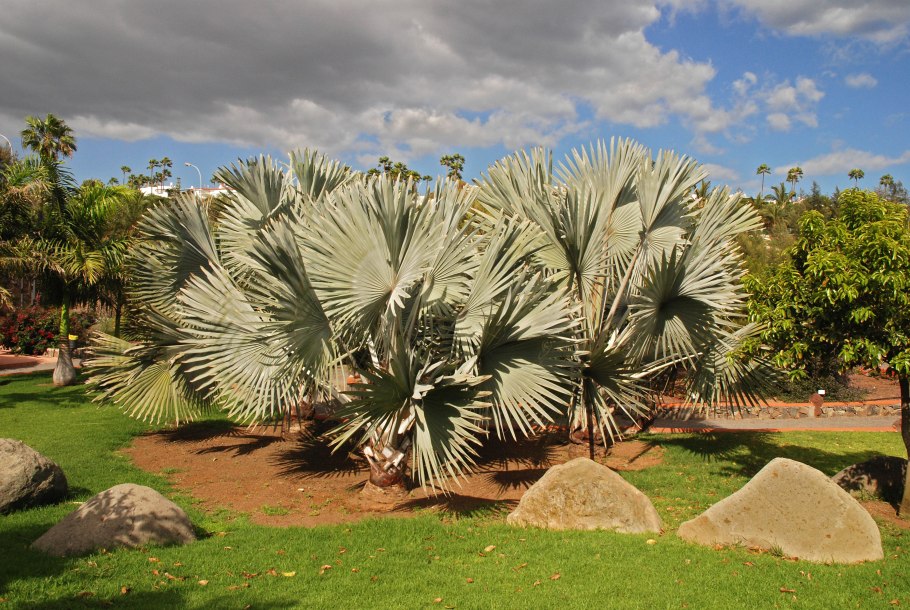 Бисмаркия благородная