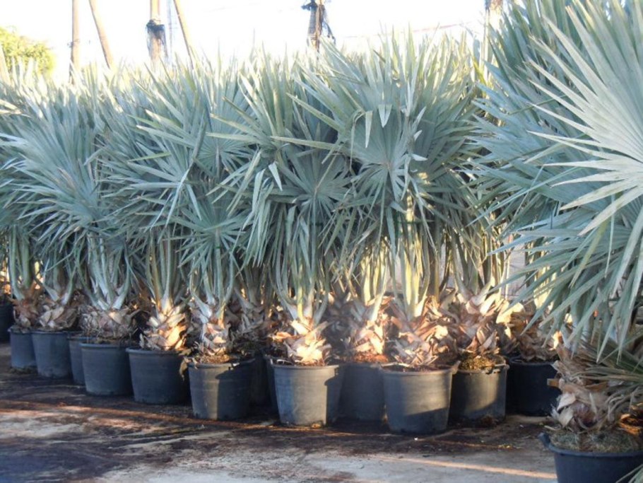 Бисмаркия благородная