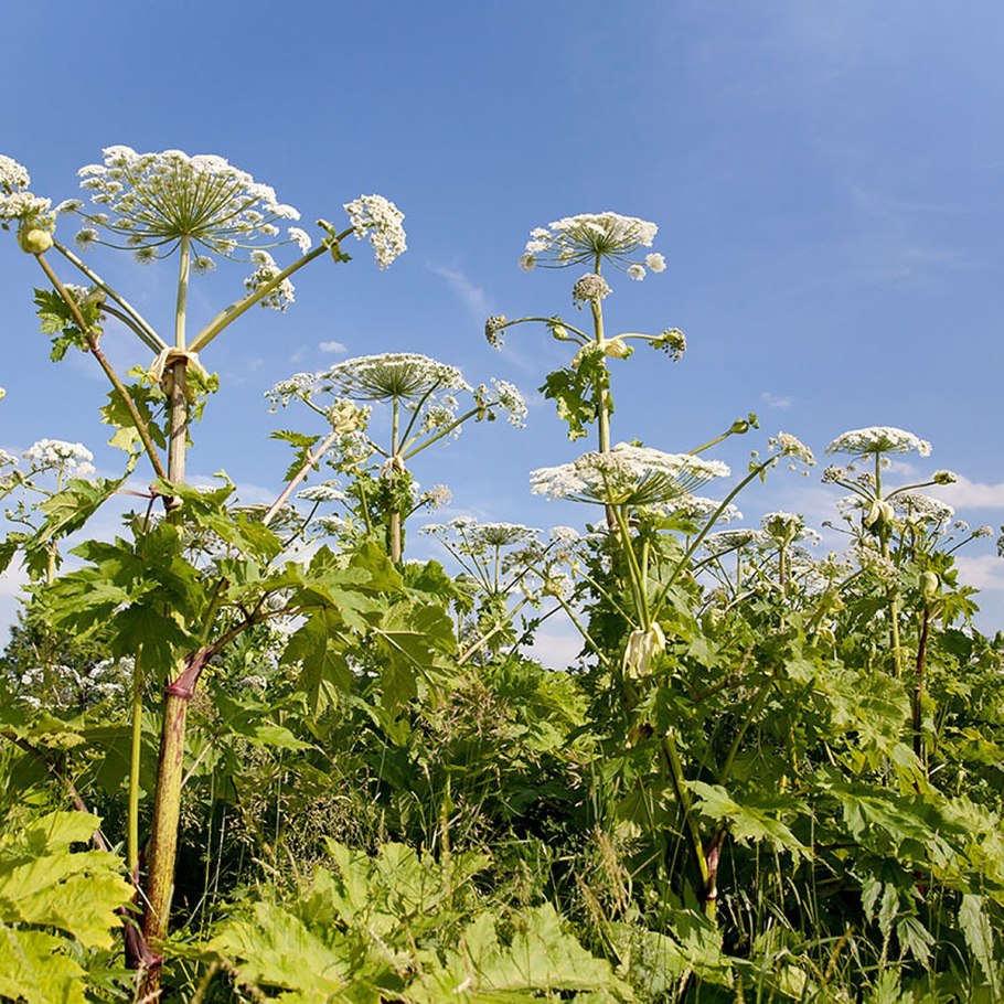 Борщевик Сибирский ядовитое растение