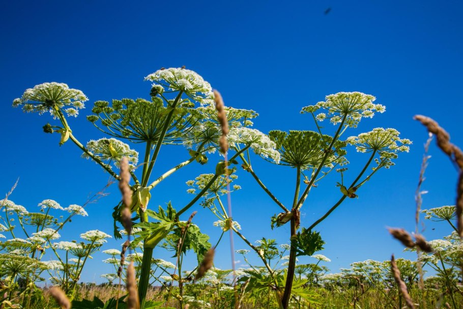 Борщевик ядовитое растение