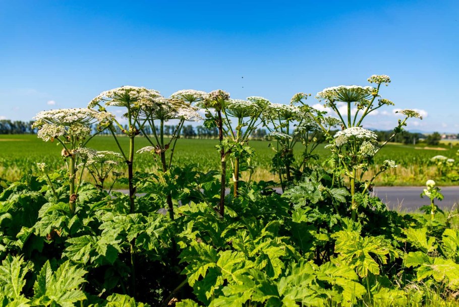 Борщевик бутон