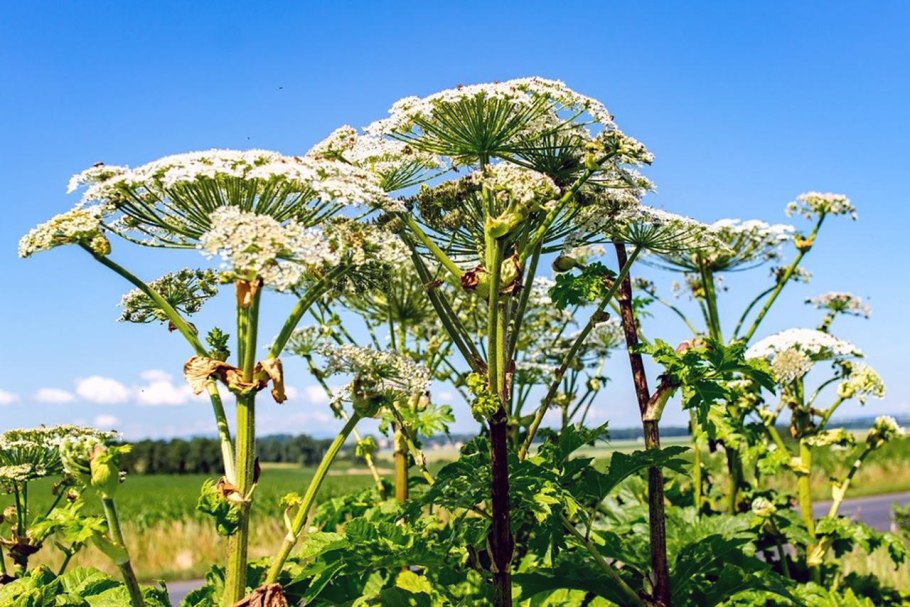 Борщевик Сосновского