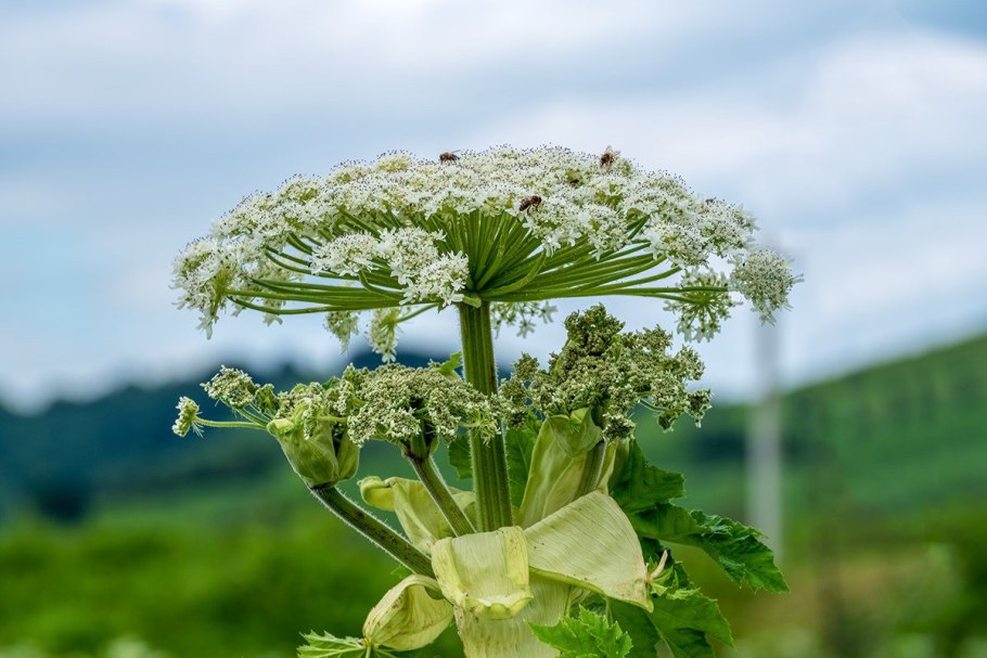 Heracleum борщевик