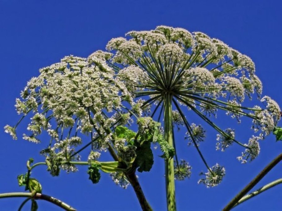 Борщевик Сосновского