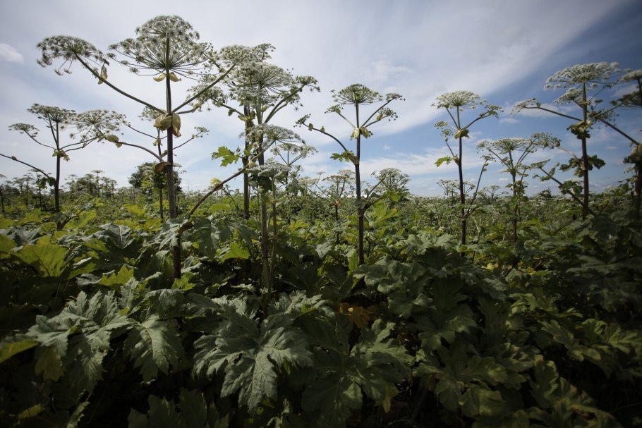 Борщевик растение