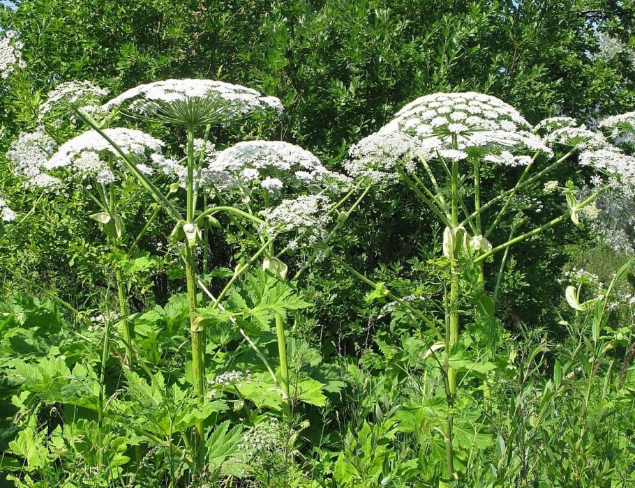 Борщевик Сосновского сухой