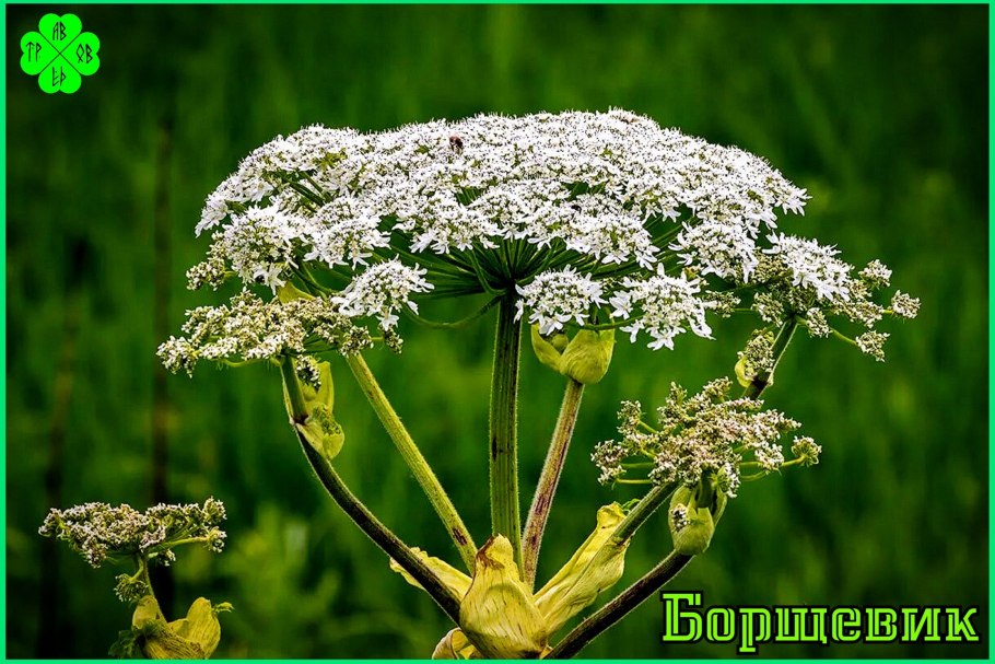 Борьба с борщевиком в Московской области