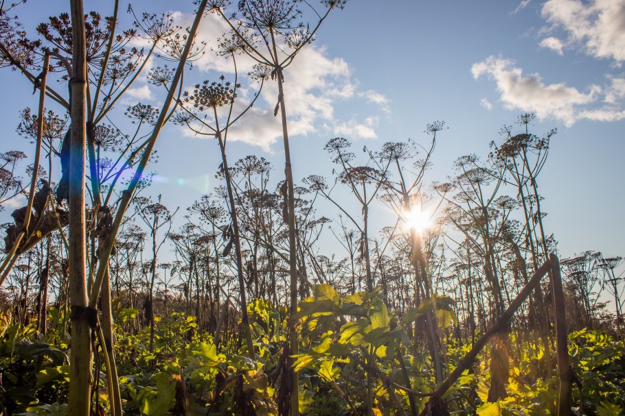 Борщевик растение