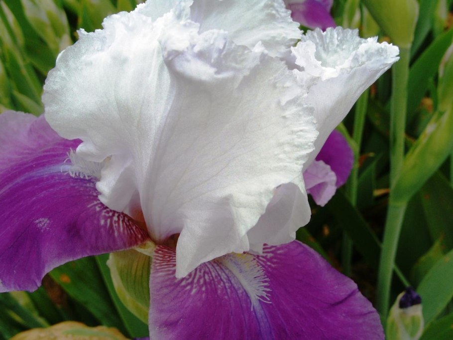 Ирис Королевский белый