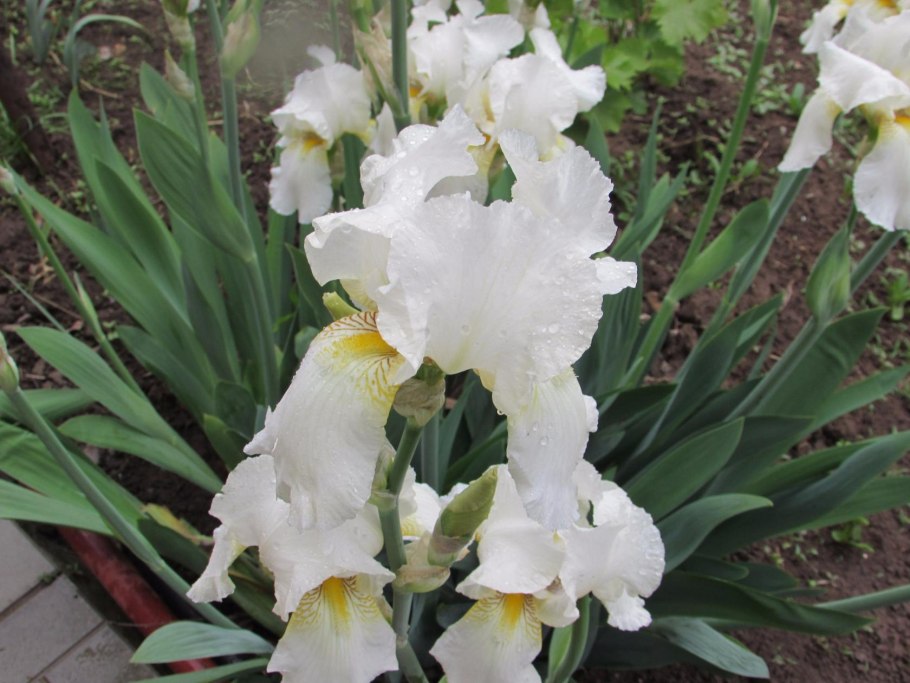 Ирис Монблан