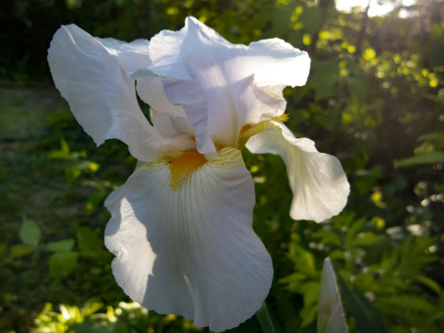 Ирис (Касатик) сизоватый