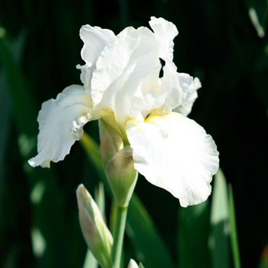 Ирис Уайт Эксельсиор