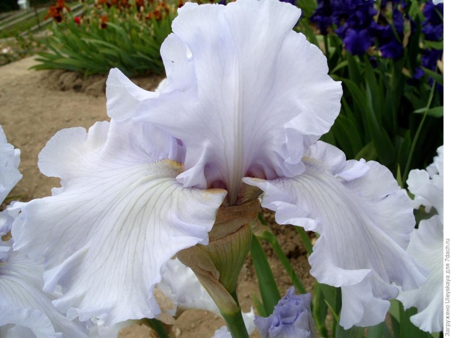 Ирис Королевский белый