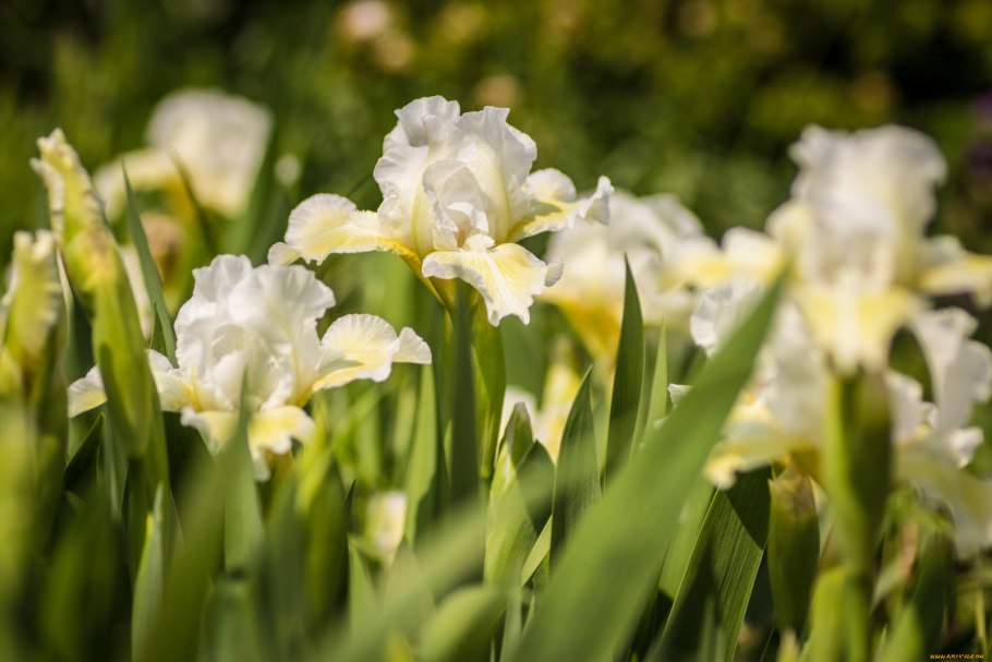 Ирис Брайт Уайт