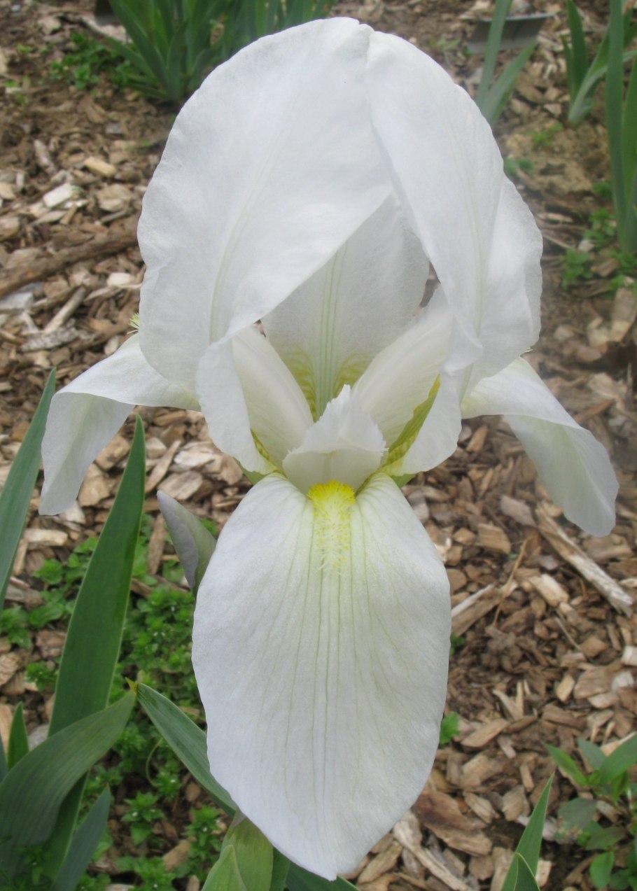 Ирис бородатый Iris Hybrid
