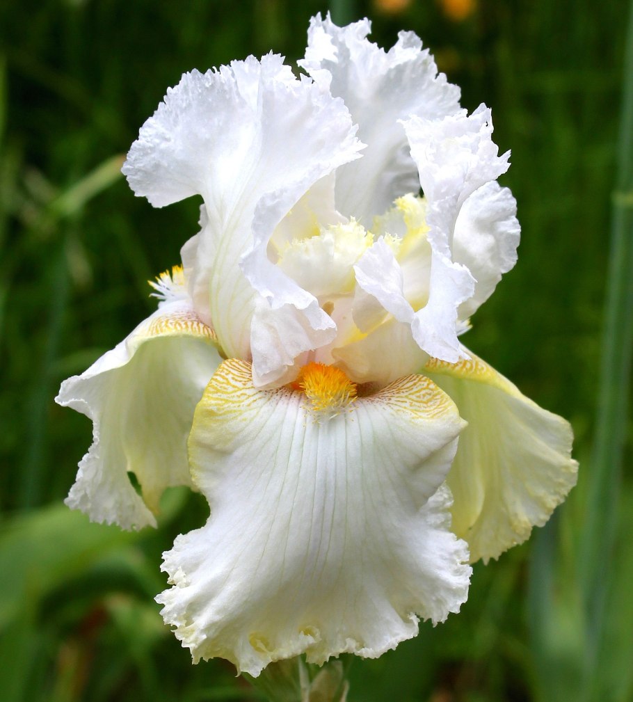 Ирис «Шаркскин» белый