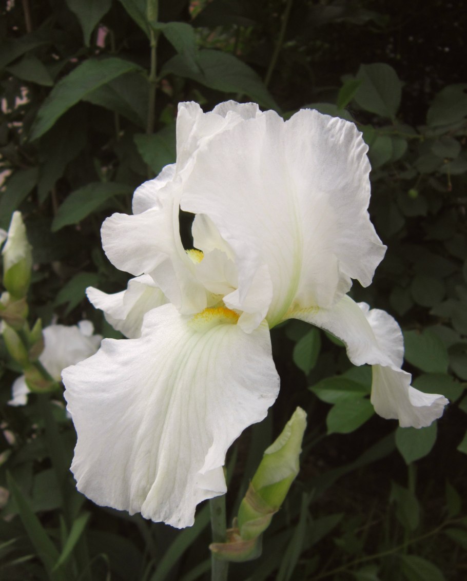 Ирис бородатый бело голубой