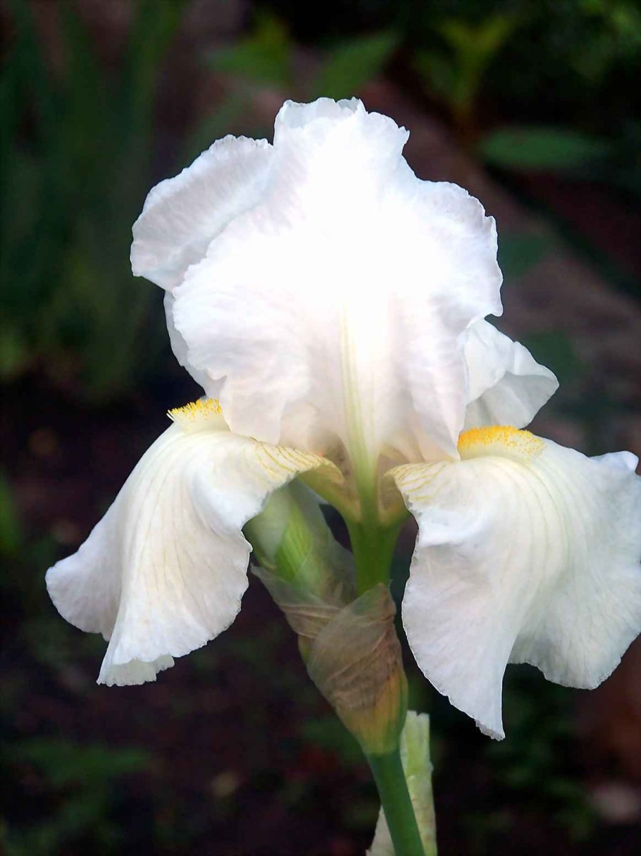 Ирис Сибирский Weiss