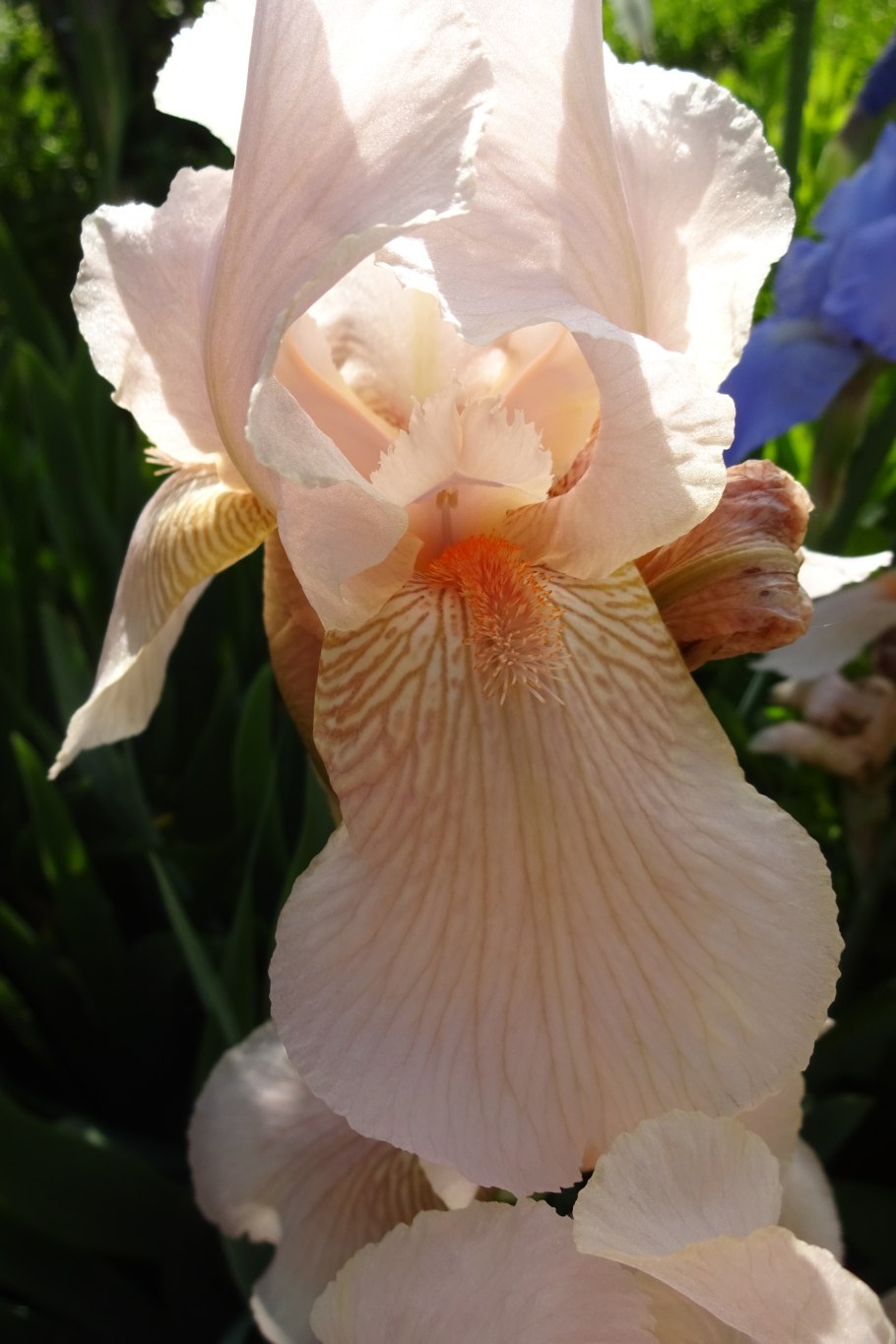 Ирис крем диор