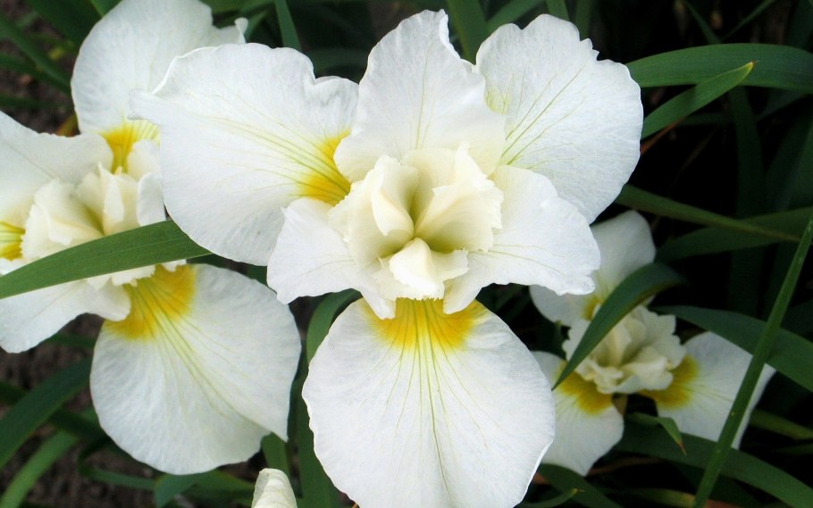 Белый Ирис цветок