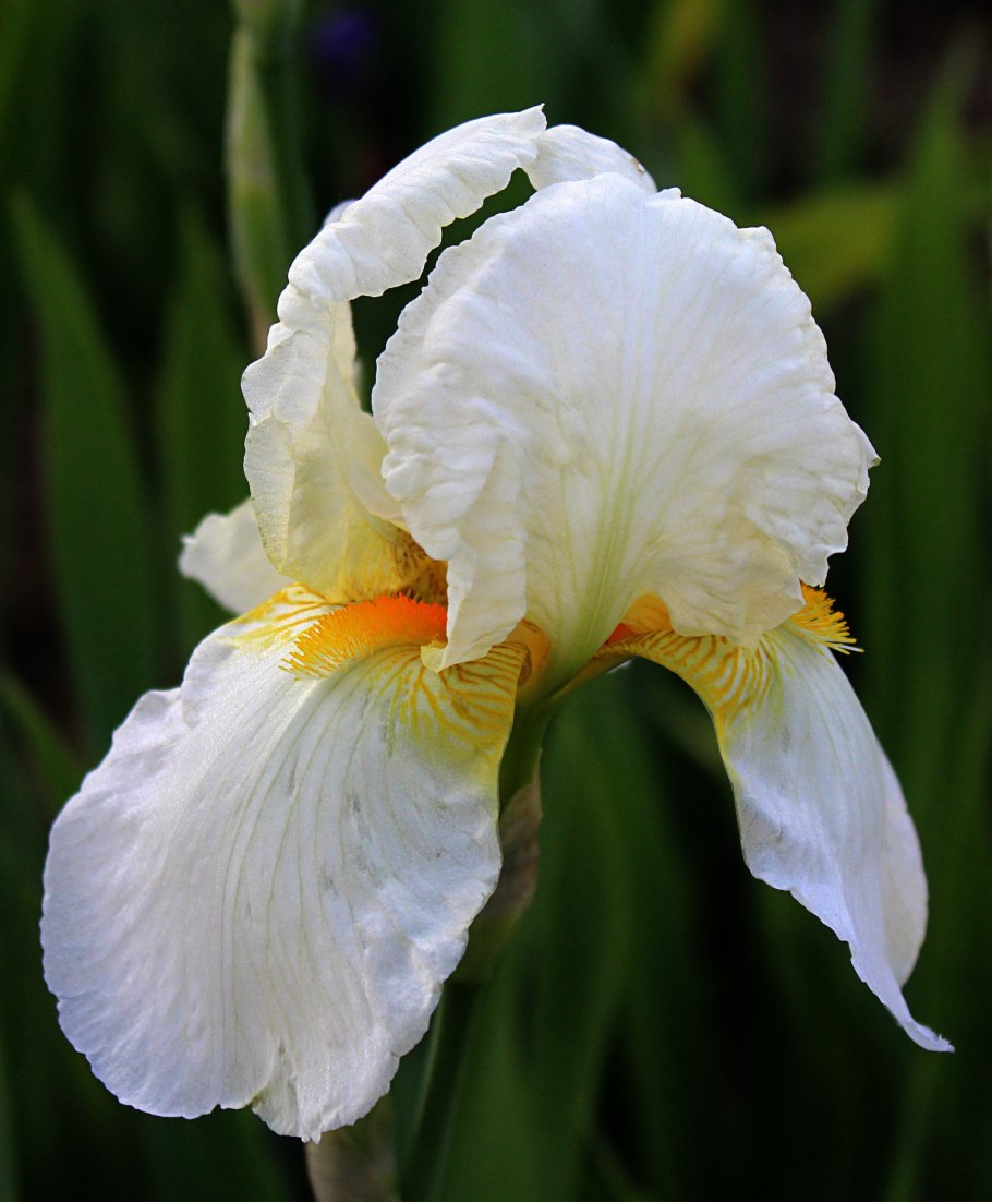 Искусственный Ирис белый