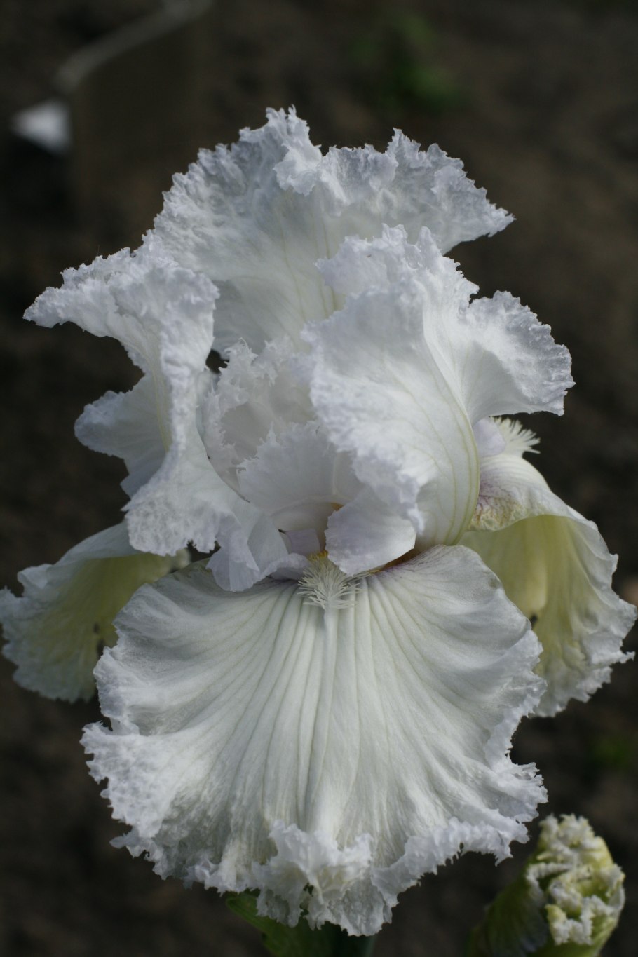 Ирис Касатик белый