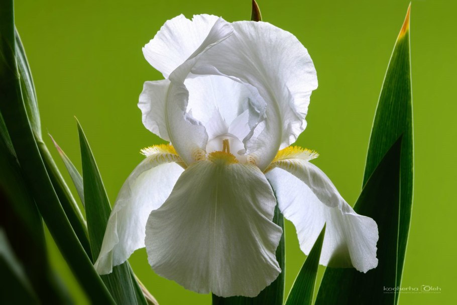 Ирис спринг имидж