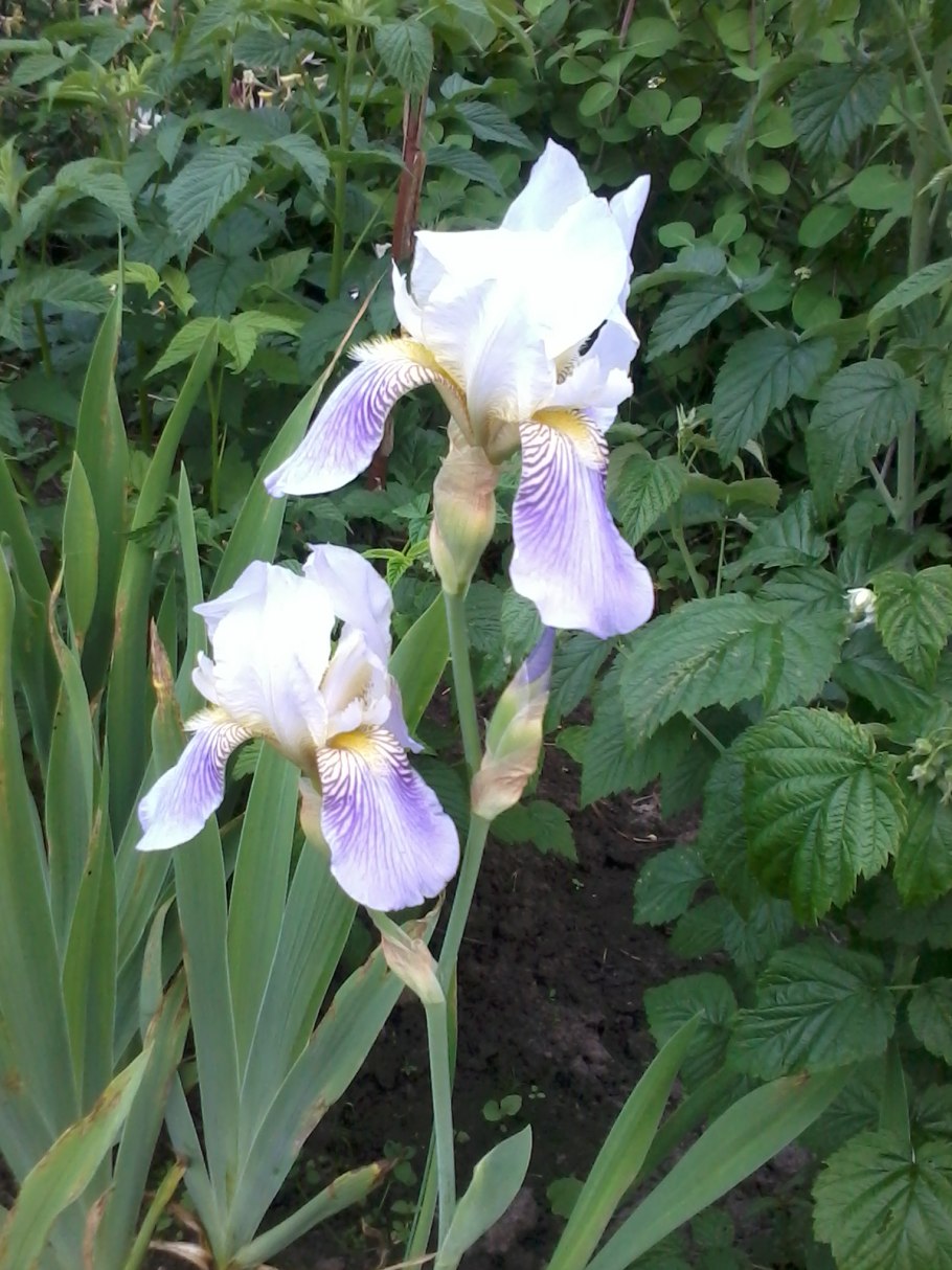 Ирис белый Касабланка