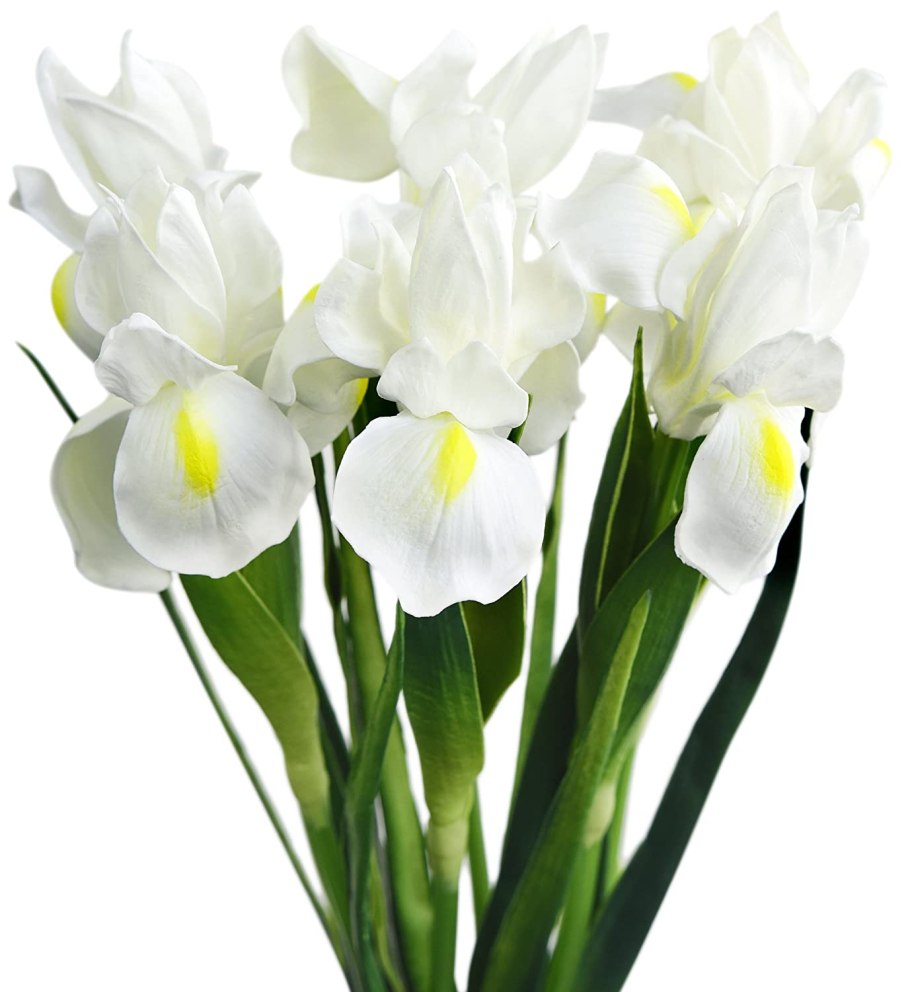 Ирис Сибирский белый