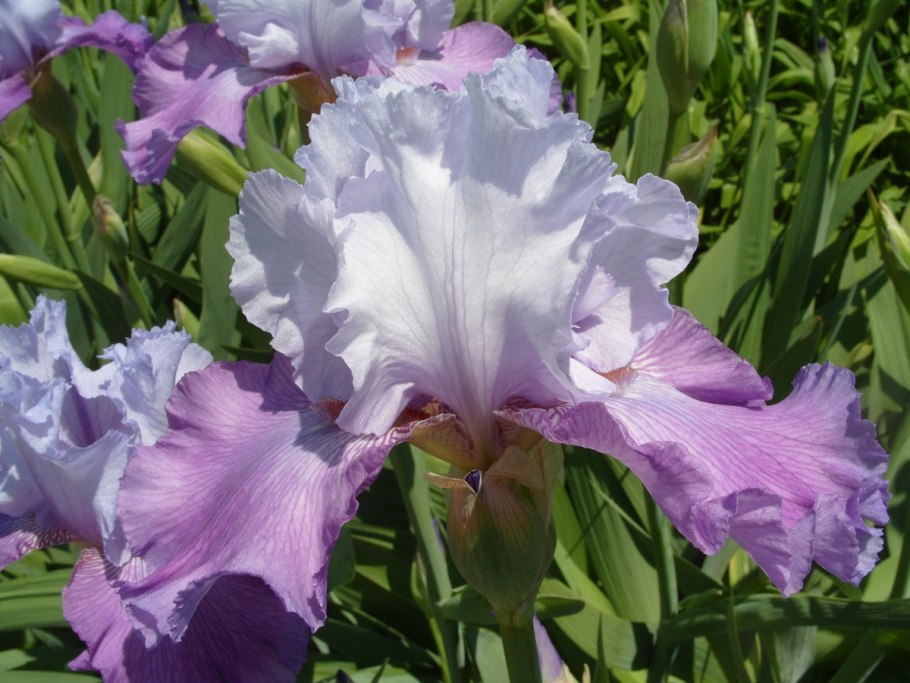 Ирис белый сорт Геракл