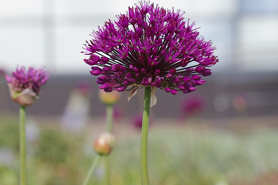 Аллиум дикий