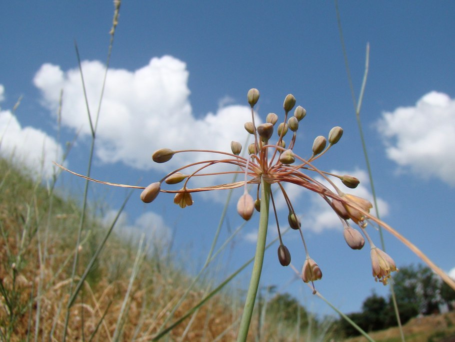 Лук регелевский