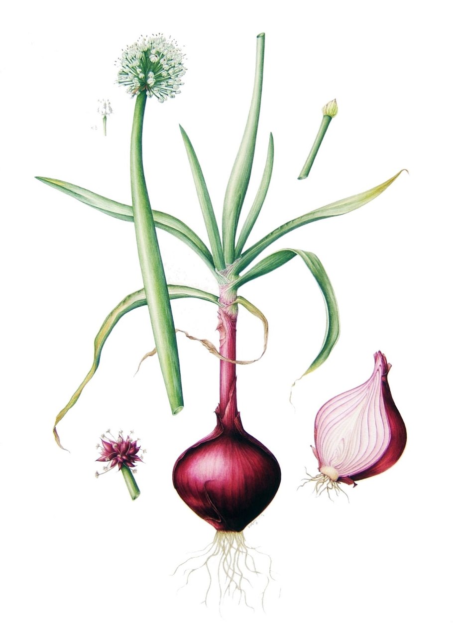 Соцветие лука репчатого