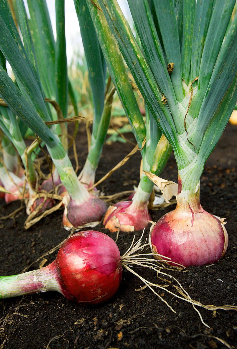 Лук шалот цветок