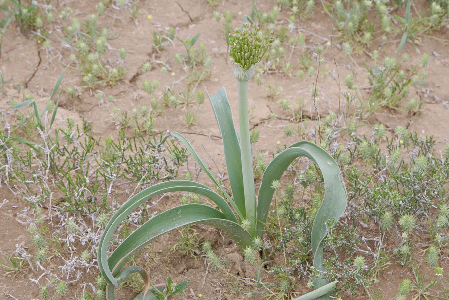 Allium Caspium
