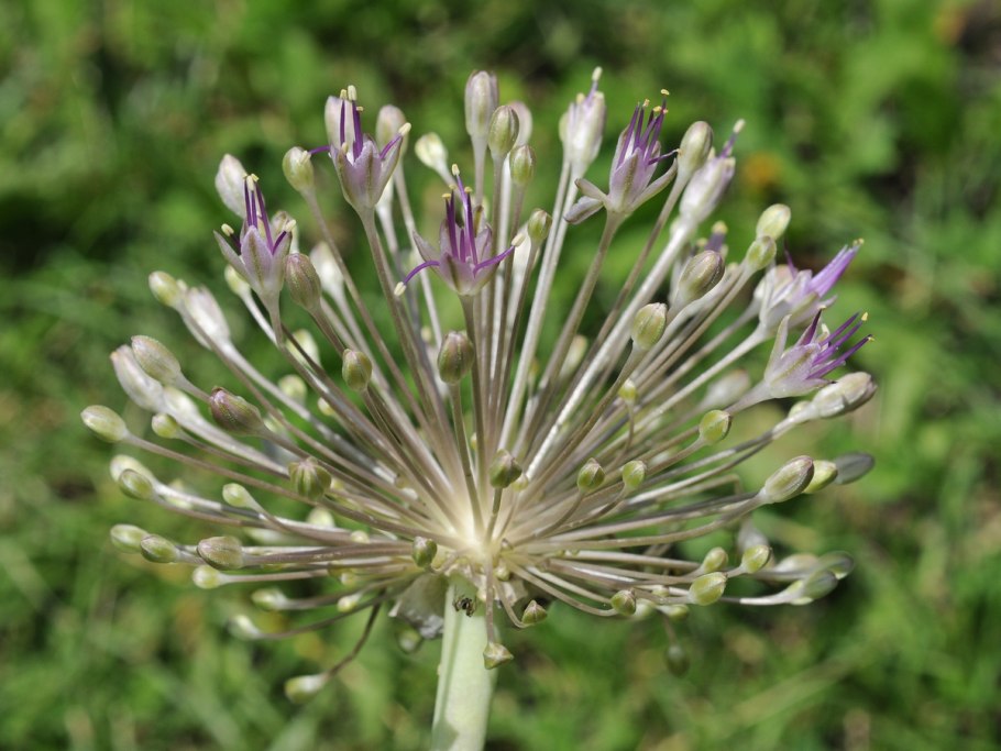 Лук тюльпанолистный (Allium tulipifolium)