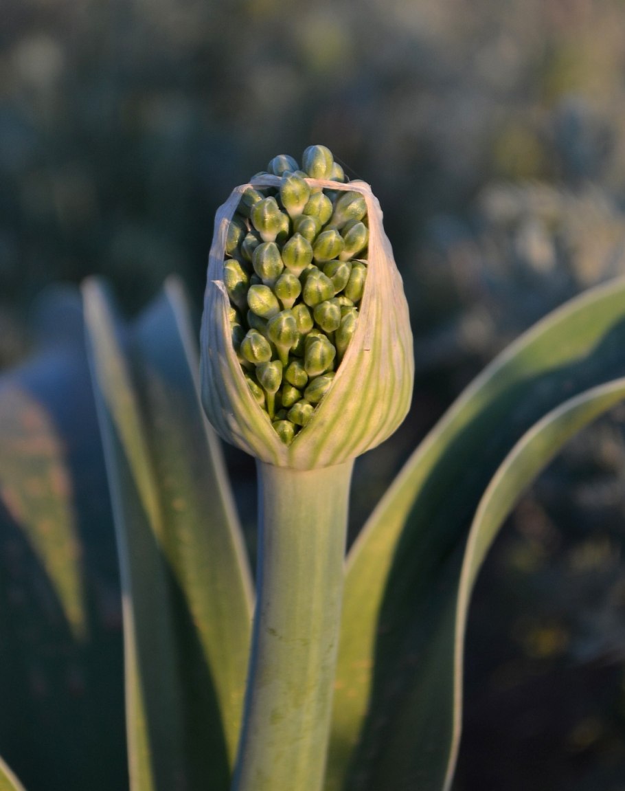 Семенная коробочка лука