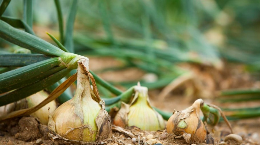 Чесночный лук