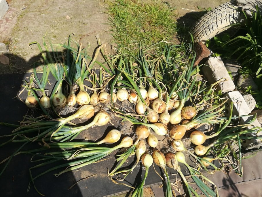 Лук репчатый эксибишен