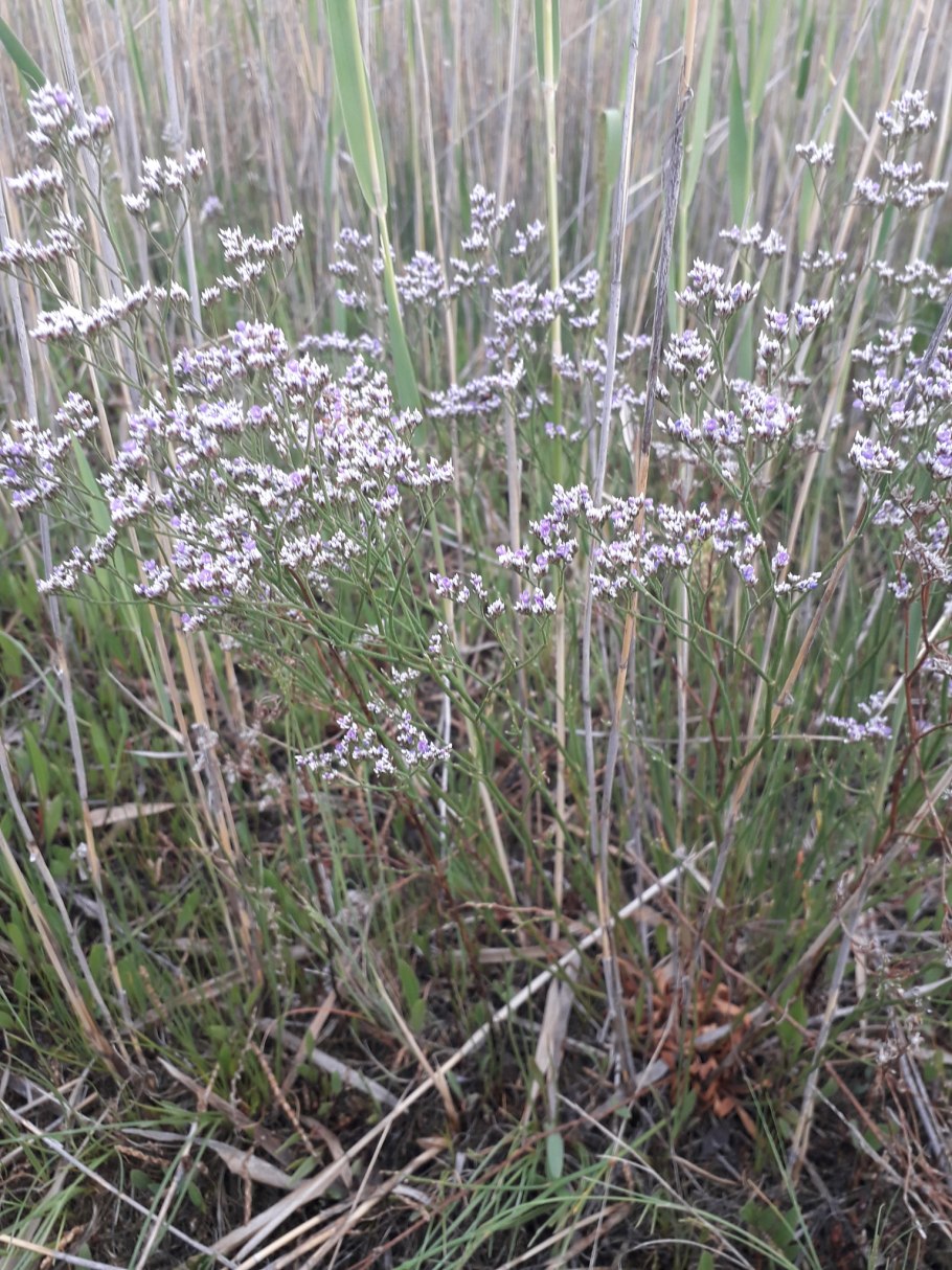 Лук скорода шнитт