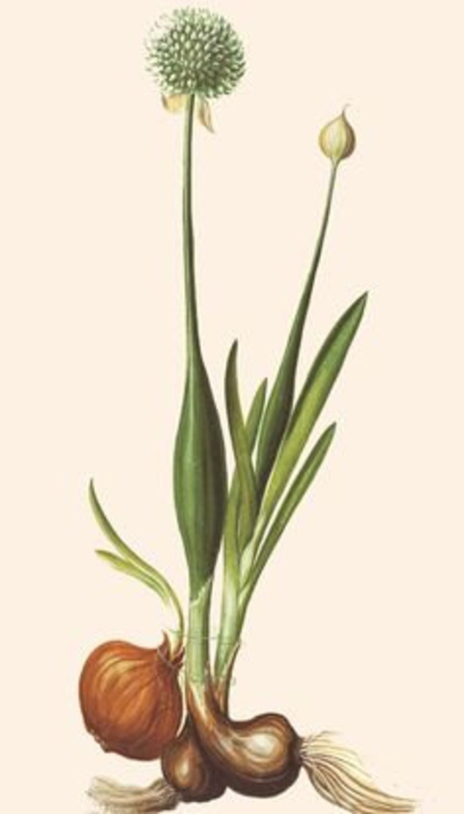 Чеснок Allium sativum