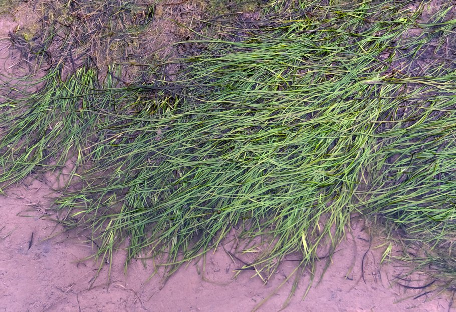 Морской травы (Zostera)